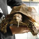 Photos by Kira Erickson/South Whidbey Record
Critters & Co. Pet Center is home to a wide variety of unusual animals, such as this tortoise named Max. A community member recently started a fundraiser benefitting the store, which rescues animals at high costs.