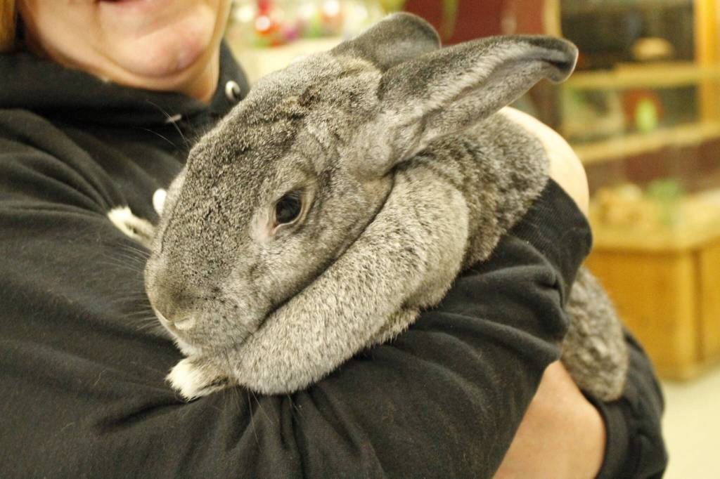 Photos by Kira Erickson/South Whidbey Record
Flemish giant rabbit Sir Lancelot currently resides at Critters & Co. Pet Center in Clinton.