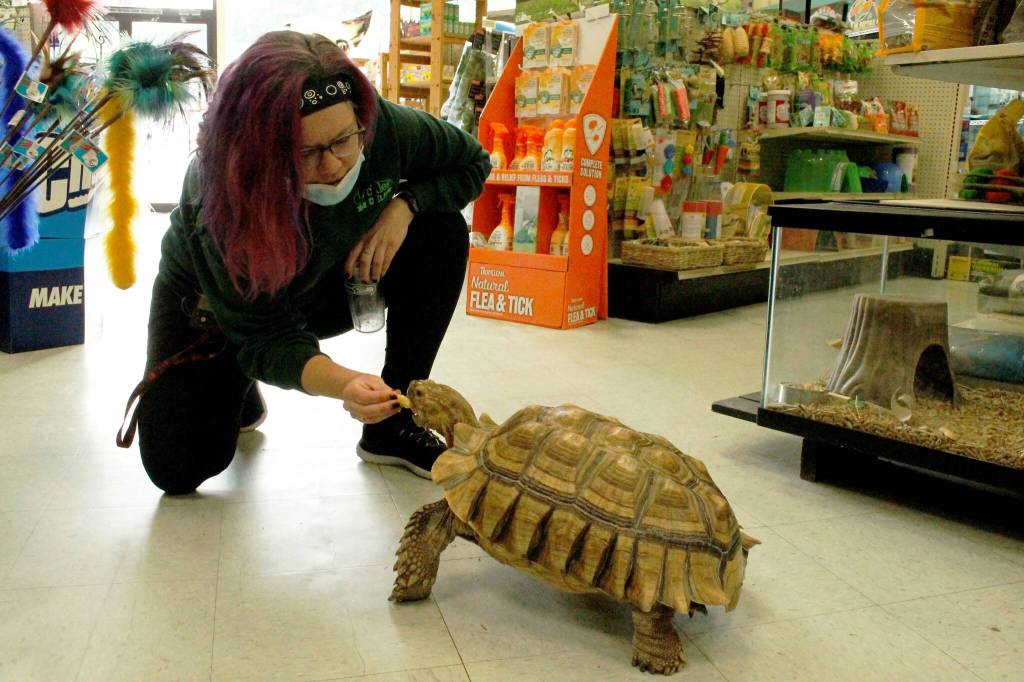 Morgan Smith, an employee from Pickles Deli, feeds Raja the tortoise a banana in Critters & Co. Pet Center.