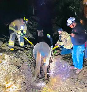 Photo provided
Responders from North Whidbey Fire and Rescue and the Navy rescue 24-year-old Ruby from a trench Nov. 11.