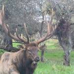 Photo by Jay Londo
Bruiser, photographed here in November 2021, is Whidbey Islands lone elk. Over the years he has gained quite the following. Fans were concerned for his welfare Wednesday when a rumor circulated social media about his supposed death. A confirmed sighting of him was made Wednesday evening after the false post.
