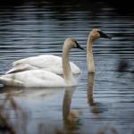 Photo by David Welton
A second trumpeter swan recently joined its lonely counterpart in the Cultus Bay wetlands of South Whidbey.