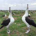 Photo provided
Laysan Albatross in courtship