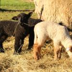 Photo by Karina Andrew/Whidbey News-Times
This seasons lambs all have drink-themed names.