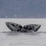 Photographer Janine Harles, a whale sighting network volunteer, spotted CRC-22, also known as Earhart, in Possession Sound in early and mid-February. Whale experts can identify individual grays by their underside flukes and dorsal ridge areas. The whales have unique markings from barnacles, sea lice and predator attacks.