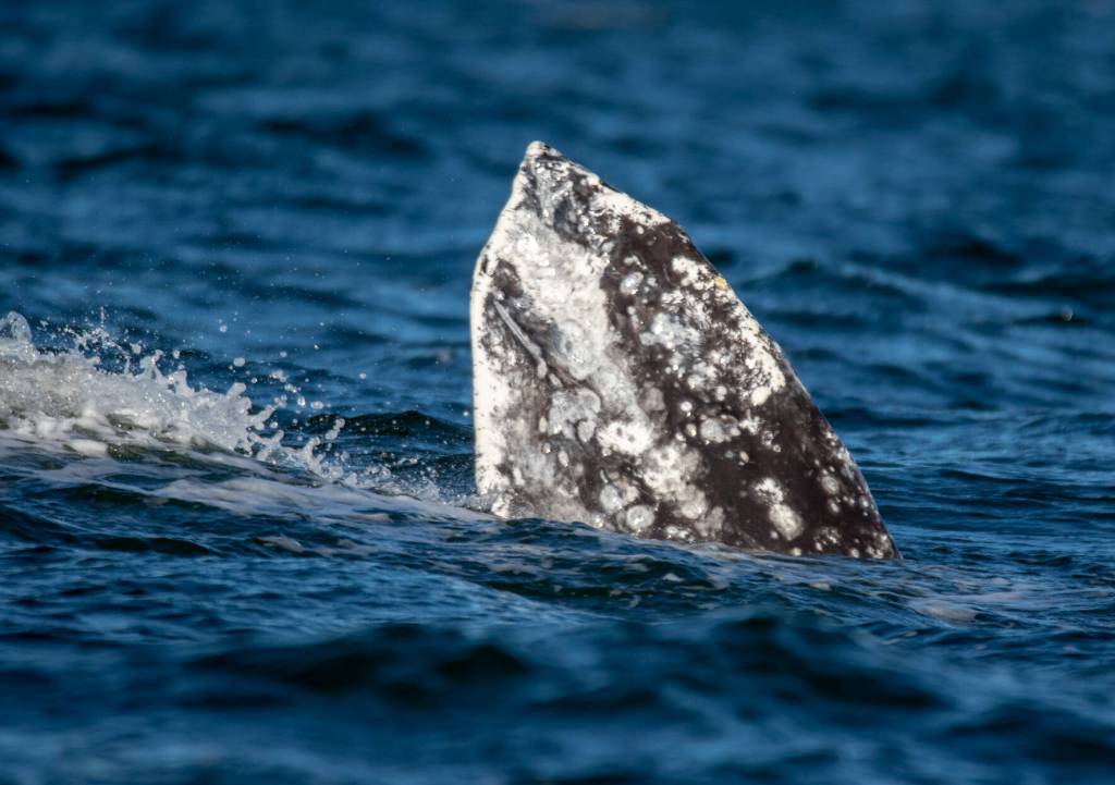 Photographer Janine Harles, a whale sighting network volunteer, spotted CRC-22, also known as Earhart, in Possession Sound in early and mid-February. Whale experts can identify individual grays by their underside flukes and dorsal ridge areas. The whales have unique markings from barnacles, sea lice and predator attacks.