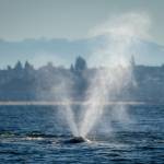 Photographer Janine Harles, a whale sighting network volunteer, spotted CRC-22, also known as Earhart, in Possession Sound in early and mid-February. Whale experts can identify individual grays by their underside flukes and dorsal ridge areas. The whales have unique markings from barnacles, sea lice and predator attacks.