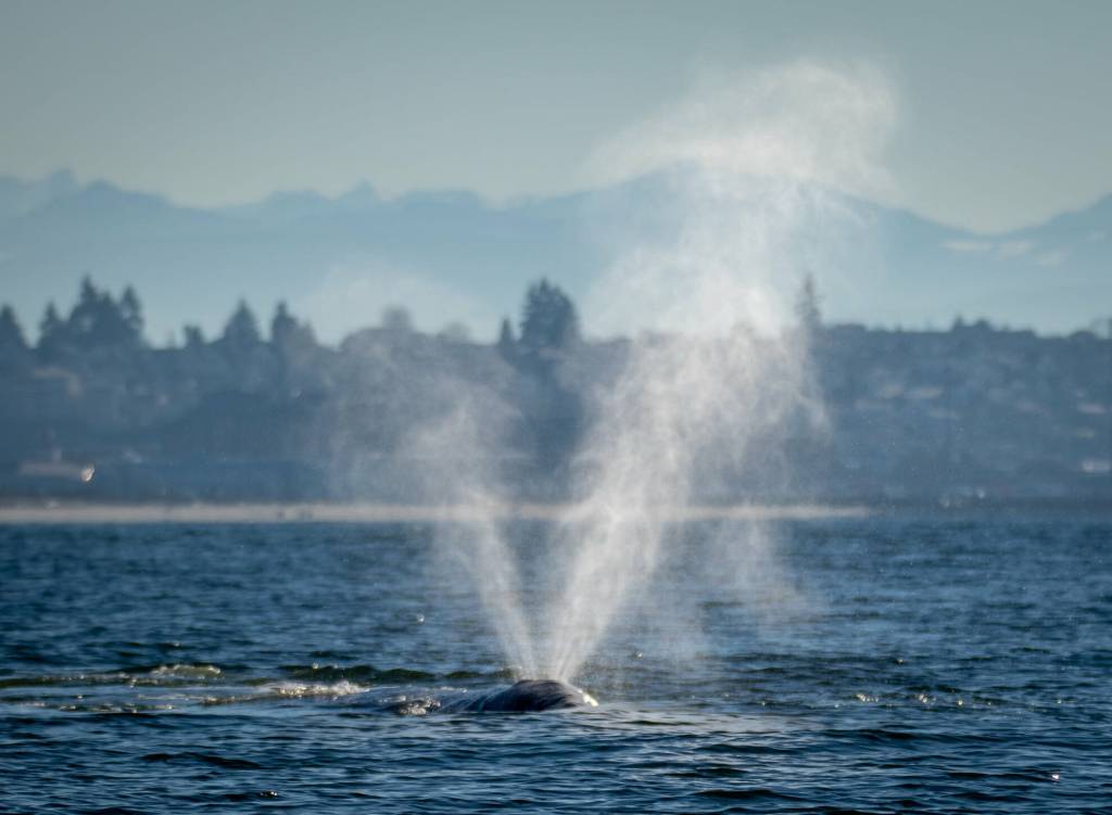 Photographer Janine Harles, a whale sighting network volunteer, spotted CRC-22, also known as Earhart, in Possession Sound in early and mid-February. Whale experts can identify individual grays by their underside flukes and dorsal ridge areas. The whales have unique markings from barnacles, sea lice and predator attacks.