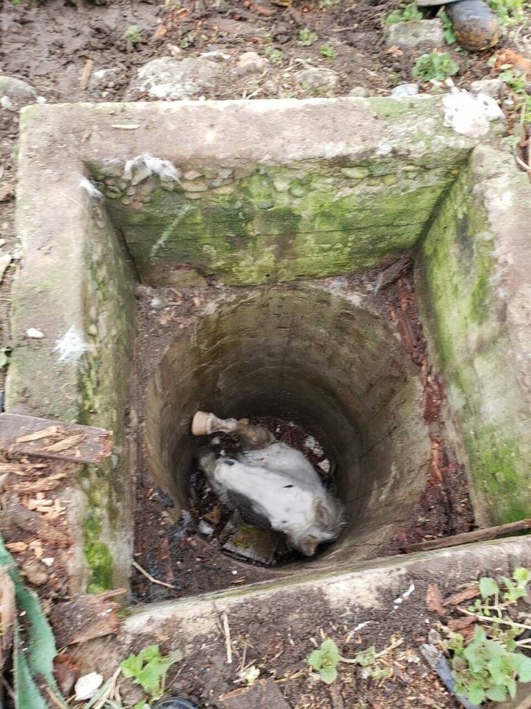 Photo provided
A horse, Blaze, became trapped after falling into a well on a North Whidbey property March 2.
