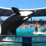 Photo by Rachael Andersen 
Lolita, pictured here in 2020, has been performing at the Miami Seaquarium for decades.