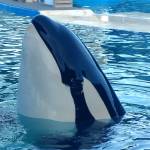 Photo by Rachael Andersen 
Lolita, pictured here in 2020, has been performing at the Miami Seaquarium for decades.
