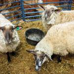 Photo by David Welton
Three ewes at Kevin Dunhams farm, shortly before they were shorn.