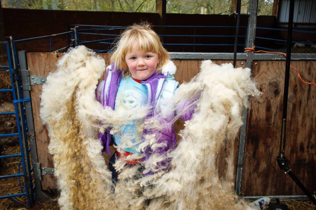 Photo by David Welton
Kevin Dunhams 5-year-old daughter, Saoirse, holds up a pile of freshly shorn wool.