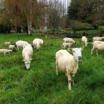 Photo by David Welton
Sheep that have been recently shorn graze freely at Kevin Dunhams farm.