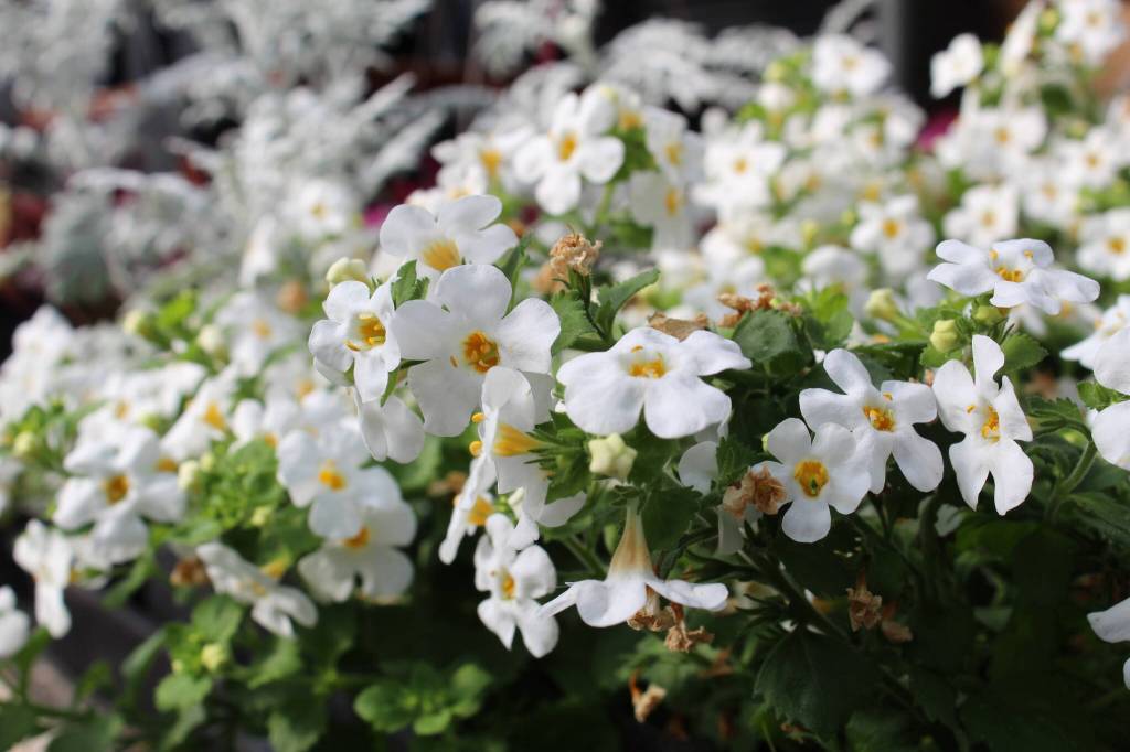 The Coupeville Garden Club will have a wide variety of flowers and plants available at its plant sale April 23. (Photo by Karina Andrew/Whidbey News-Times)