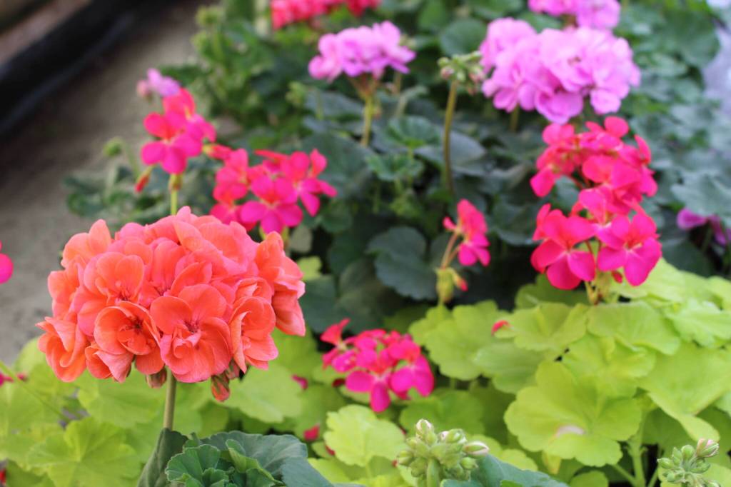 The Coupeville Garden Club will have a wide variety of flowers and plants available at its plant sale April 23. (Photo by Karina Andrew/Whidbey News-Times)