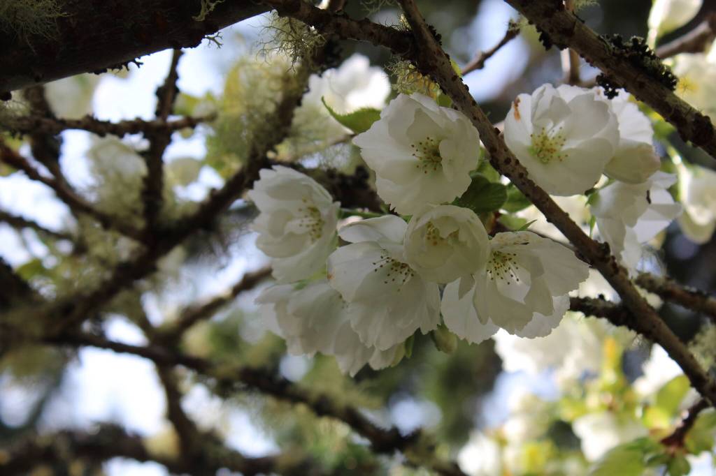 (Photo by Karina Andrew/Whidbey News-Times)