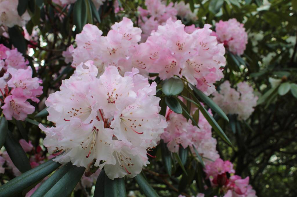 (Photo by Karina Andrew/Whidbey News-Times)