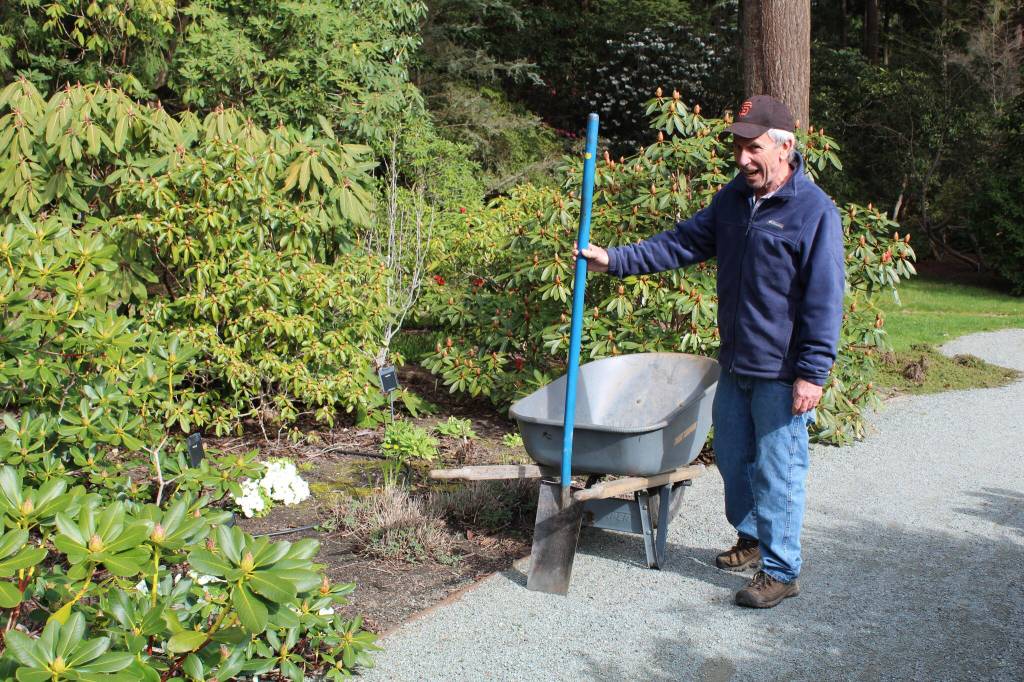 Dave Schmidt works in Meerkerk Gardens. (Photo by Karina Andrew/Whidbey News-Times)