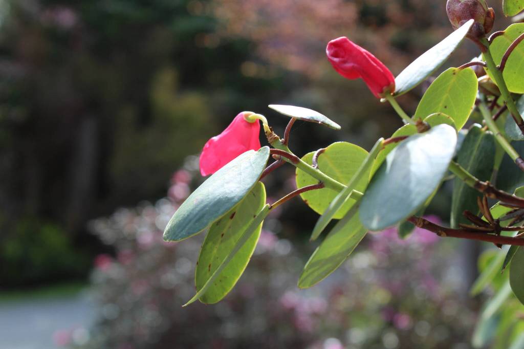 (Photo by Karina Andrew/Whidbey News-Times)