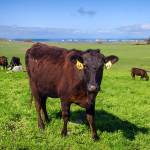 Photo by David Welton
Beach View Farm raises Wagyu cattle that feast on different areas of the pasture every day.