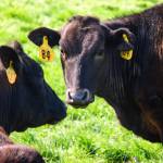 Photo by David Welton
Animals, like these Wagyu cattle, can play an important role in regenerative agriculture.