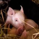 Photo by David Welton
A Berkshire piglet at Beach View Farm.