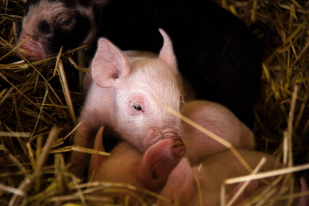 Photo by David Welton
A Berkshire piglet at Beach View Farm.