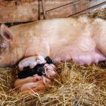 Photos by David Welton
Pigs at Beach View Farm root through deep bedding, helping compost materials to return to the pastures.