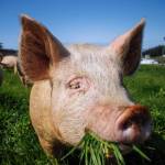 Photo by David Welton
A Berkshire pig at Beach View Farm happily munches on some grass.