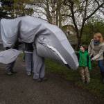 Photo by David Welton
A team of people wore an elaborate gray whale costume at a previous Welcome the Whales parade.