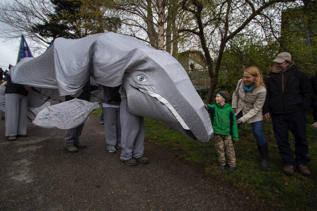 Photo by David Welton
A team of people wore an elaborate gray whale costume at a previous Welcome the Whales parade.