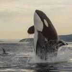 An orca surfaces in the Salish Sea. (Photo by Florian Graner)