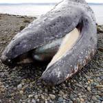 The gray whale found dead on a northwest Camano Island beach on March 31. (Cascadia Research Collective)