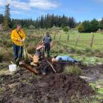 Photo provided
A South Whidbey cow was saved from a muddy predicament this week by South Whidbey Fire/EMS.