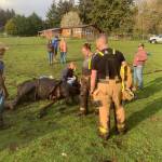 Photo provided
A South Whidbey cow was saved from a muddy predicament this week by South Whidbey Fire/EMS.