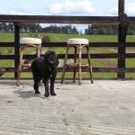 Shop dog Molly enjoys a sunny day on the Whidbey Farm and Market patio. (Photo by Karina Andrew/Whidbey News-Times)
