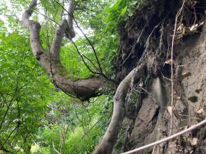 Photo by Scott Chaplin
A bluff near First Street in Langley has been experiencing some erosion.