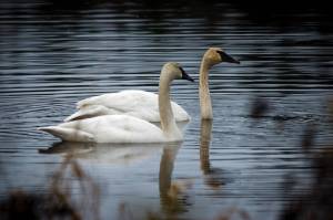 Photo by David Welton
The solitary swan in the wetlands near Cultus Bay Road, left, enjoyed some company briefly when he was visited by another swan six months ago. The bird was found dead Wednesday.