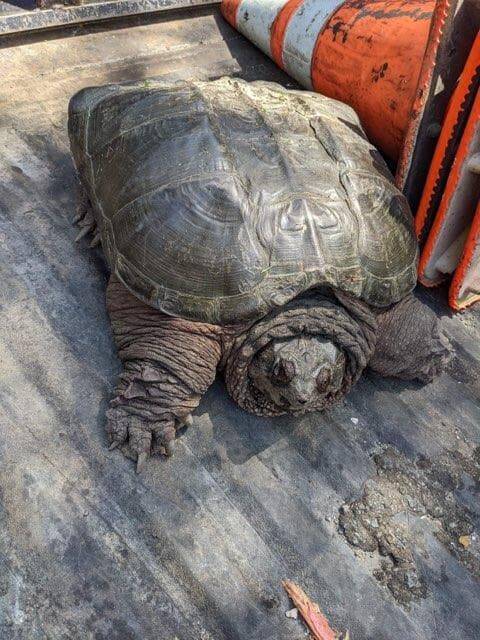 Gary the snapping turtle was found by an Island County road crew earlier this month. He is being nursed back to health by Critters & Co. Pet Center owner Debbie Wilkie. (Photo provided by Debbie Wilkie)