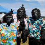 By David Welton
Hawaiian-shirt-wearting gorillas take part in the Maxwelton Parade.
