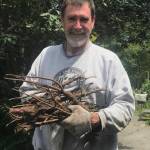 Daniel Gregory gathers burdock root for his wife, Lori Kanes herbalism studio. (Photo provided)