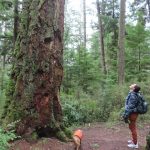 Laura Hilton hikes in Dugualla State Park, one of 24 lesser-known Island County destinations featured in Whidbey and Camano Islands Tourisms new field guide. (Photo by Laura Hilton)