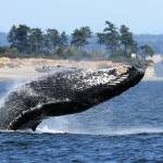 Photo by Jill Hein
Humpback whales have been spotted more frequently lately around Whidbey Island.