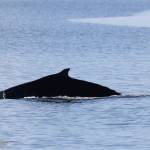 Photo by Jill Hein
Humpback whales have been spotted more frequently lately around Whidbey Island.