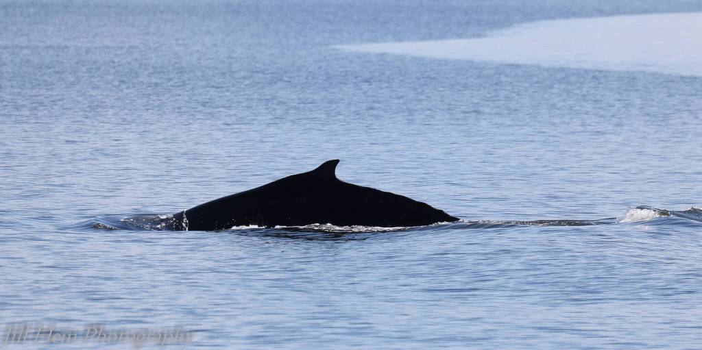 Photo by Jill Hein
Humpback whales have been spotted more frequently lately around Whidbey Island.