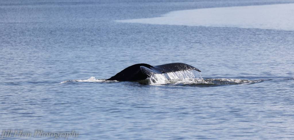 Photo by Jill Hein
Humpback whales have been spotted more frequently lately around Whidbey Island.