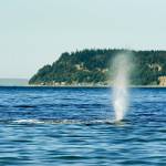 A gray whale has lingered around Possession Sound in July 2022. (Sara Montour Lewis / Our Wild Puget Sound)