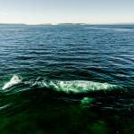 A gray whale has lingered around Possession Sound in July 2022. (Sara Montour Lewis / Our Wild Puget Sound)