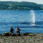 A gray whale has lingered around Possession Sound in July 2022. (Sara Montour Lewis / Our Wild Puget Sound)